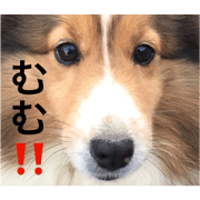 Stamp of a dog.