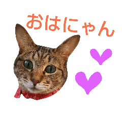 "kijirora"cat  coco2