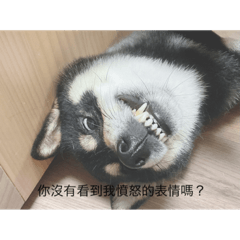狗狗愛你一輩子