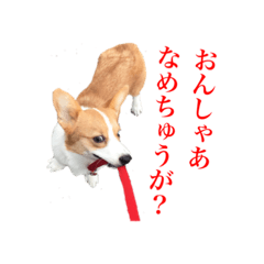 TOSABEN Corgi Marie