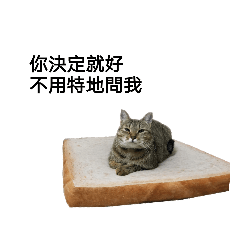 SHI SHI_CHIAU-HU is a fat cat.