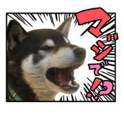 Daikichi, today is also full strength.