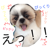 Shih Tzu stamp2(^ ^)