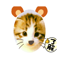 Cat Cute_20210722192635