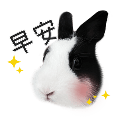 Danhua the rabbit daily use