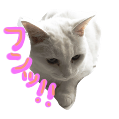 uchino nekosan