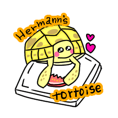 Hermanns tortoise sticker2
