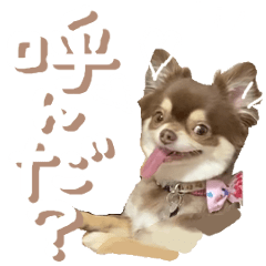 chihuahua is name choco MOVE