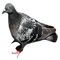 Real pigeon Sticker used every day