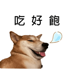 當柴犬超爽的啦