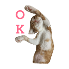 my cat..