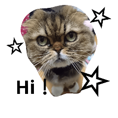cat & cat :