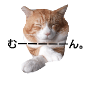 my funny cat.