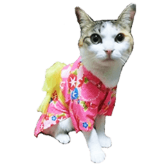 Tortoiseshell cat mitan