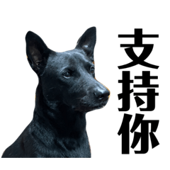 黑豆是隻台灣犬
