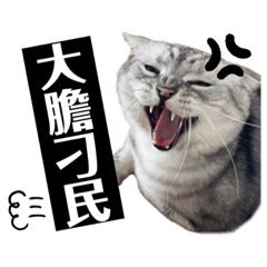 Cola's daily life 2 (lovely cat)