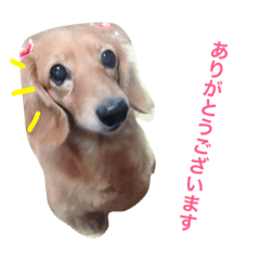 Miniature Dachshund Kurumi