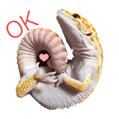 わたしのレオパ達