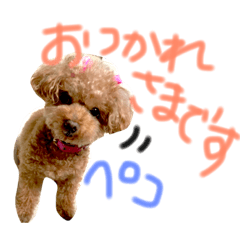["My family's Toy Poodle "Milk"2"]