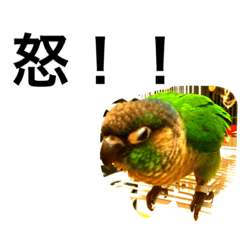parrot p chan