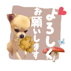 tanuki_20210724182522