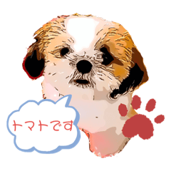 Shih Tzu tomato 0 years old