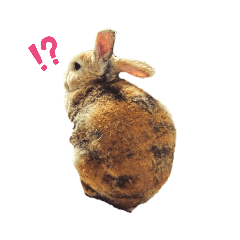 Rabbit_20210724095729