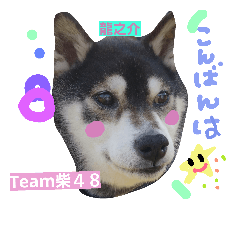 Team柴４８ no.2