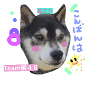 team shiba48 no.2