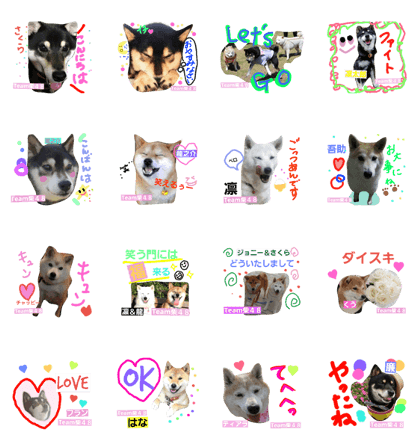 team shiba48 no.2