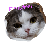 scocat