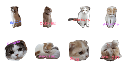 scocat