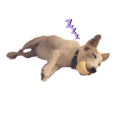 yotubainu_20210724193247