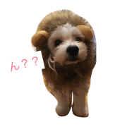 maltepoodle to speak