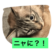 mint cat 2017