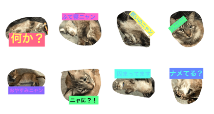mint cat 2017