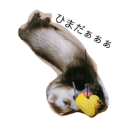ferret KABUKUN 2