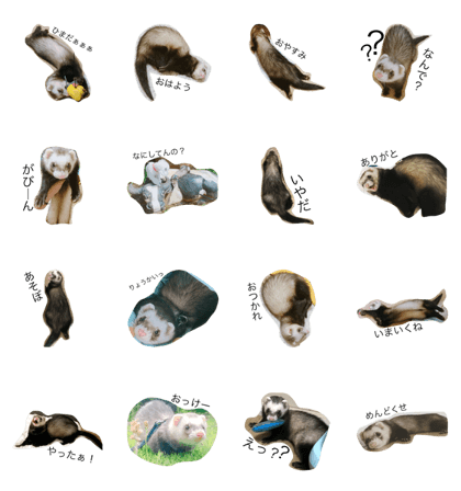 ferret KABUKUN 2