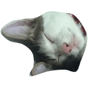 moo-cat