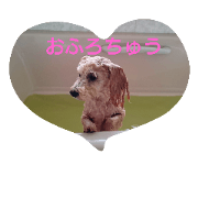 ToyPoodle*COHARU