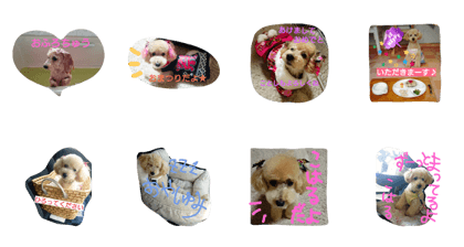 ToyPoodle*COHARU