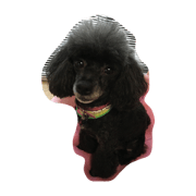 Toypoodle Rino