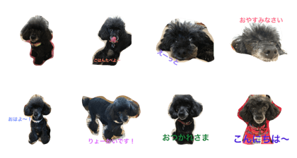 Toypoodle Rino