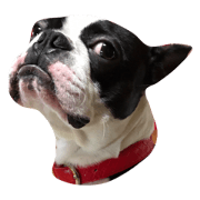 Boston terrier2