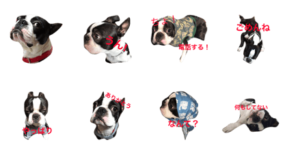 Boston terrier2
