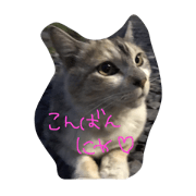LILYTASU