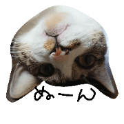 kohasasu