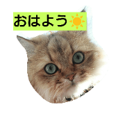 Nico  nyan