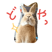 Charlie Rabbit 0505