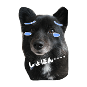 poncyu